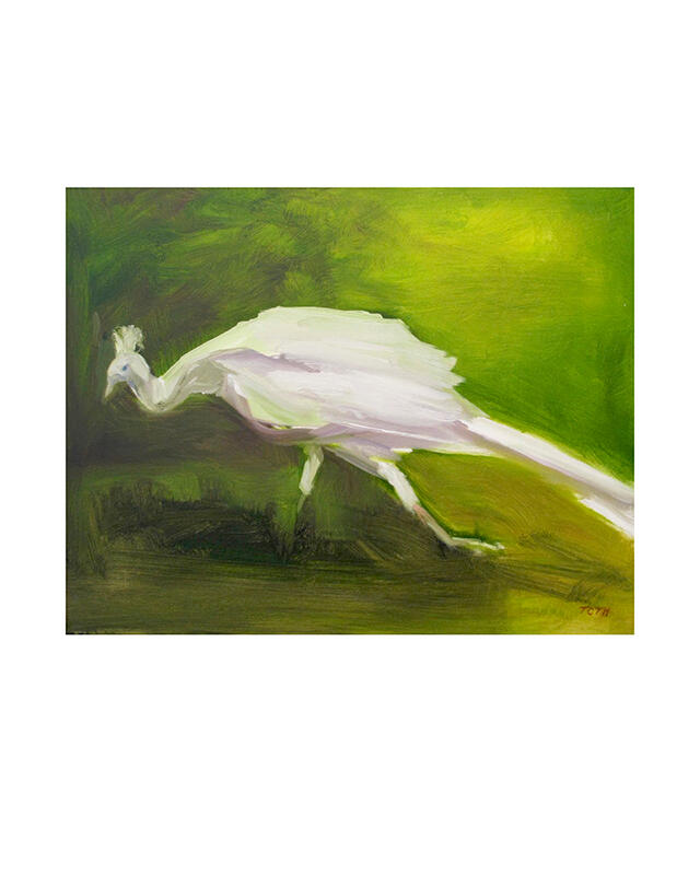 White Peacock